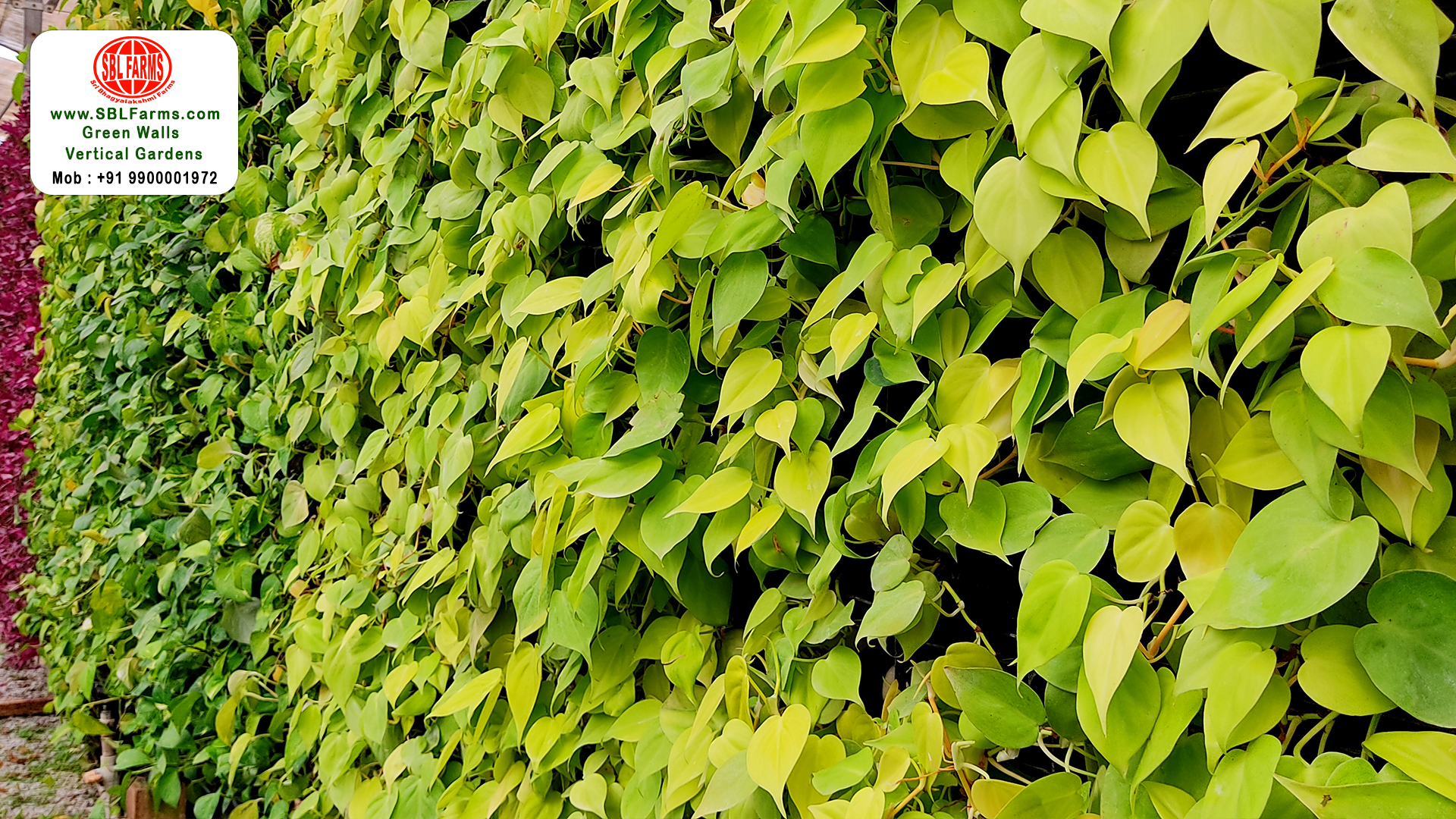 Sbl Farms Green walls and Living walls, Vertical Garden, Bio Curtains,oxscicardium gold green wall